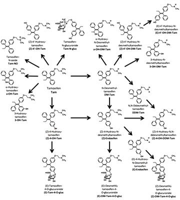 Clinical Trial: CYP2D6 Related Dose Escalation of Tamoxifen in Breast Cancer Patients With Iranian Ethnic Background Resulted in Increased Concentrations of Tamoxifen and Its Metabolites